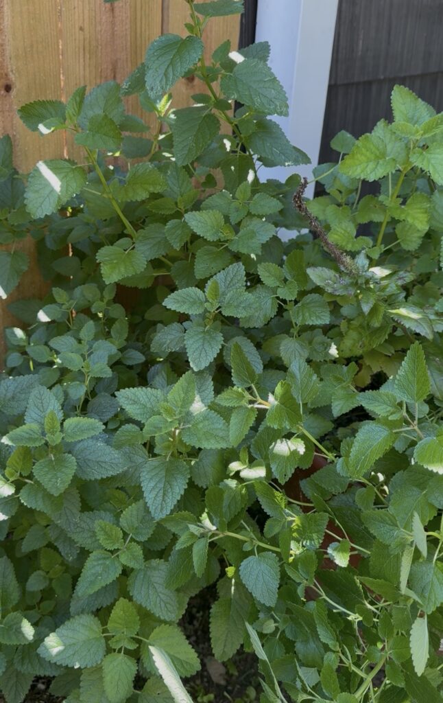A thick stand of lemon balm with bright green scalloped leaves growing along a wooden fence