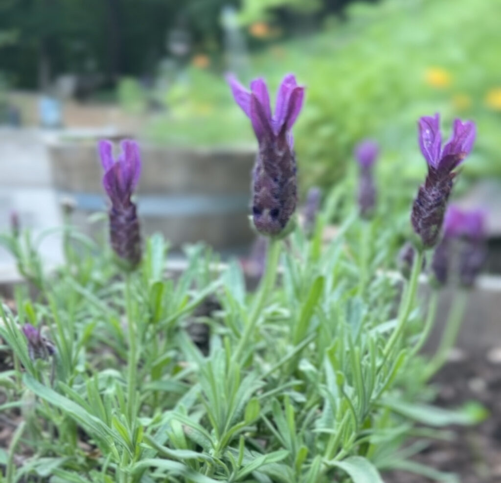 Spanish lavender in bloom, showing the purple rabbit ear bracts on top of each flower spike