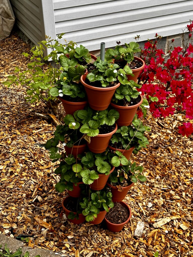 Stacked terracotta strawberry tower full of green plants and white blossoms beside a red azalea in bloom