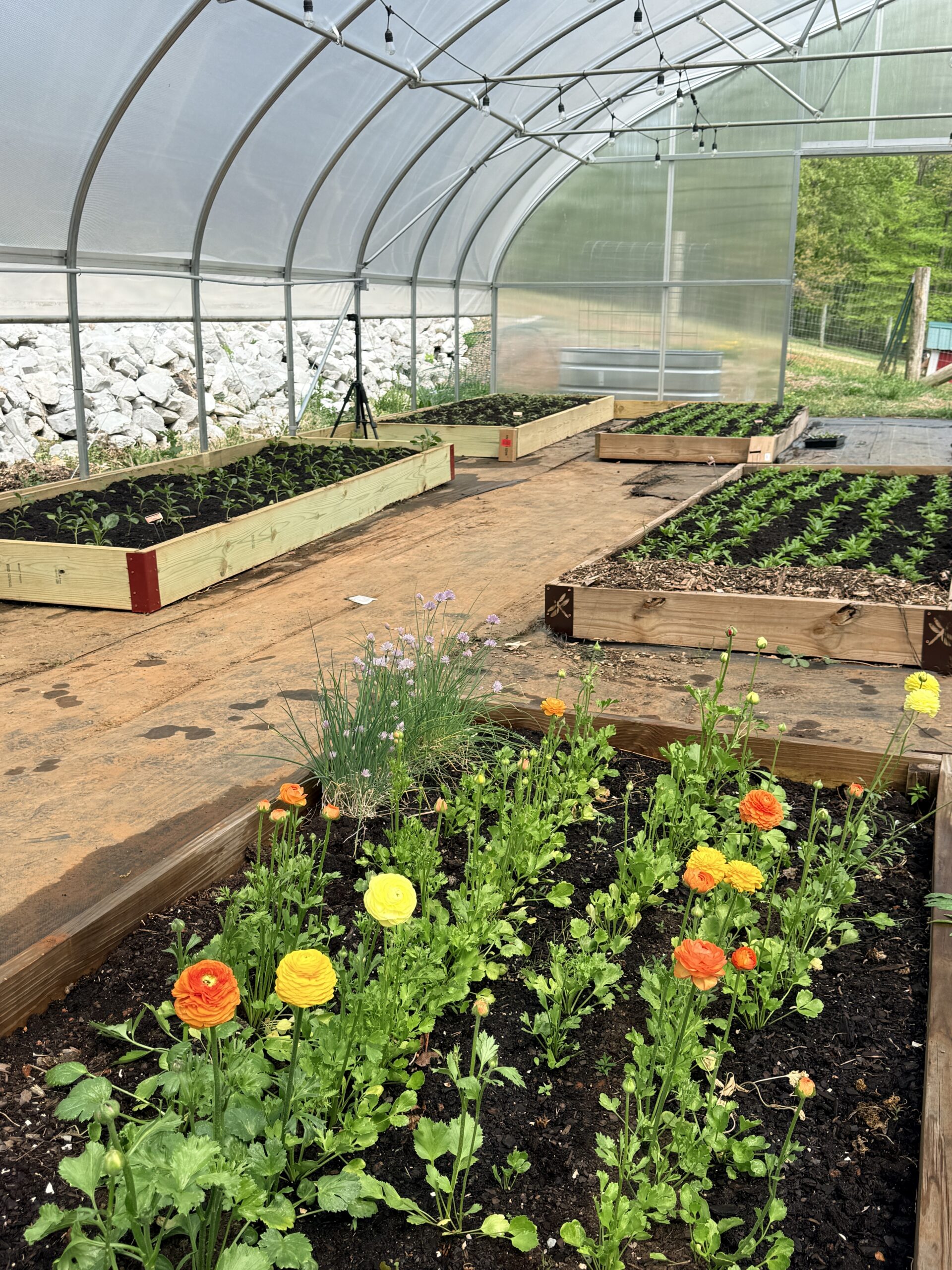 Greenhouse raised beds planted out, orange and yellow ranunculus and flowering chives blooming in the front bed
