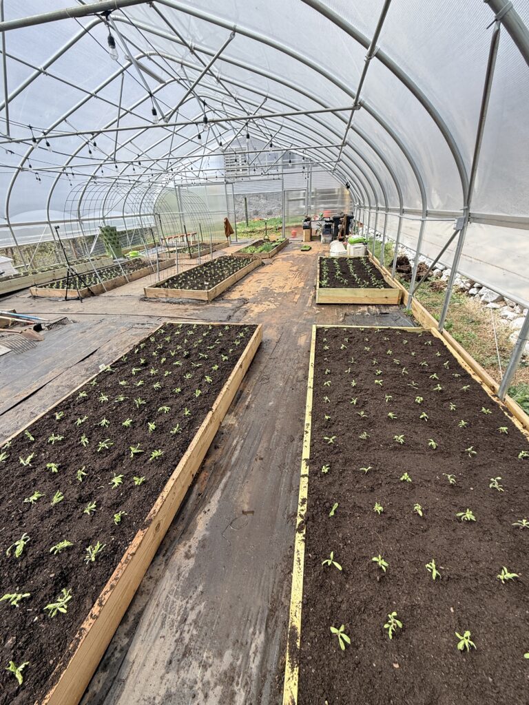 Long greenhouse raised beds filled with dark soil and rows of freshly transplanted seedlings