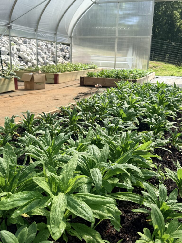 Raised greenhouse beds packed with lush green foliage after the transplants took hold