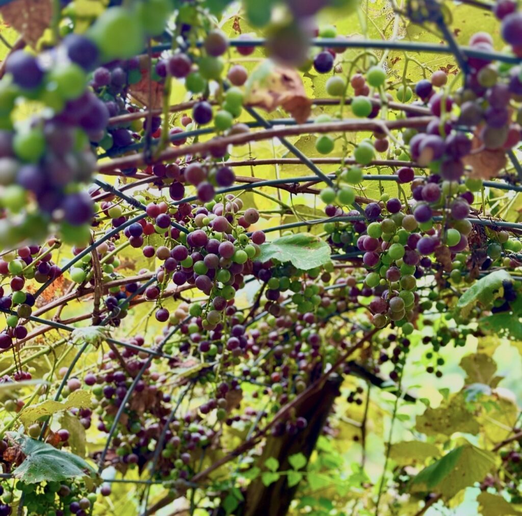 Clusters of grapes in green, pink and deep purple ripening along the arched wire trellis
