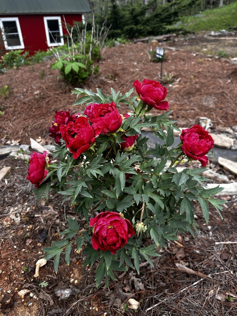 Red peony in full bloom, established in a mulched bed with the red barn behind it