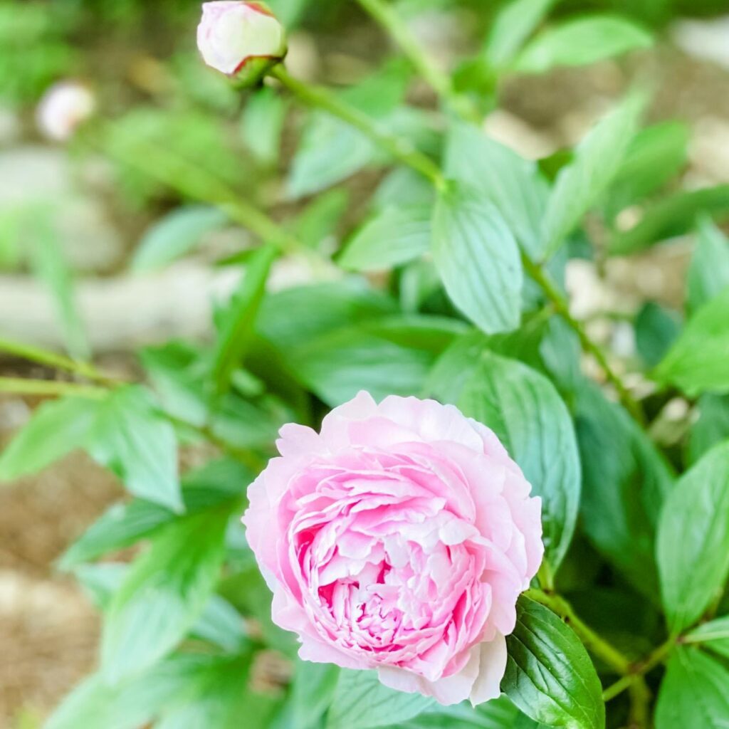 Pale pink peony in full bloom on the plant with an unopened bud on the stem behind it