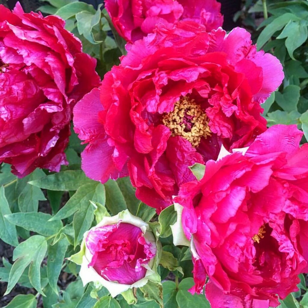 Several magenta peonies blooming together with one bud just cracking open
