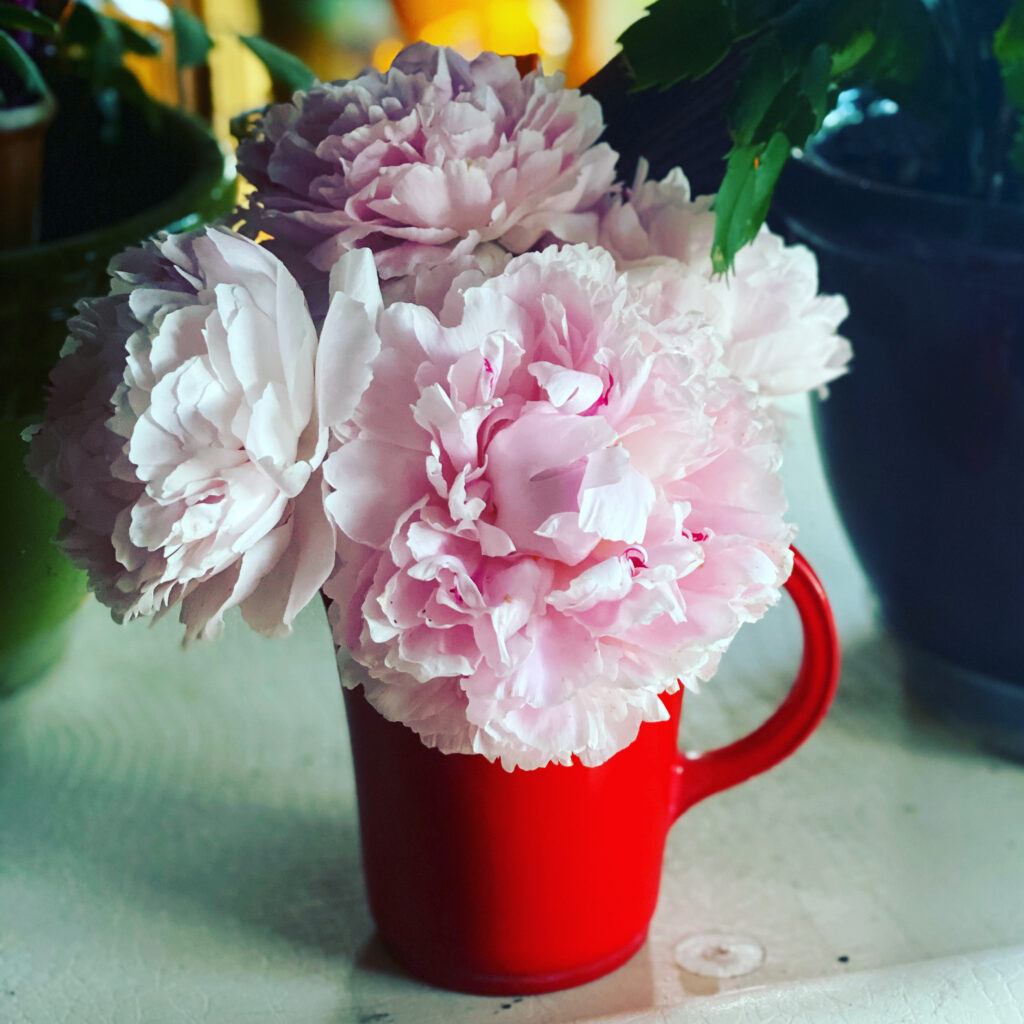 Pale pink and blush peonies cut and arranged in a red enamel mug on a windowsill