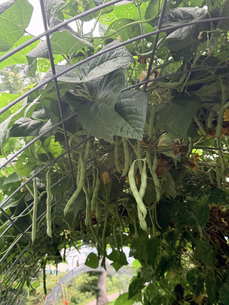 Pole bean pods hanging in clusters beneath the leaves of vines climbing an arched wire garden trellis