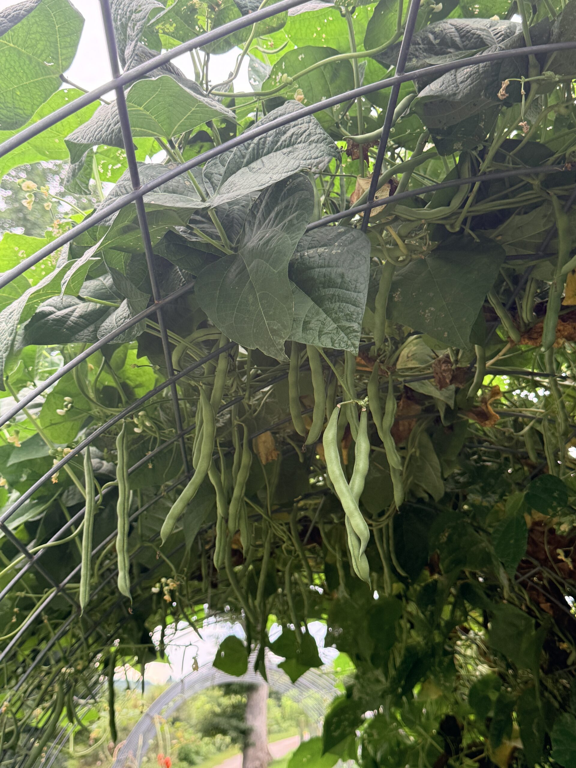 Pole bean pods hanging in clusters beneath the leaves of vines climbing an arched wire garden trellis