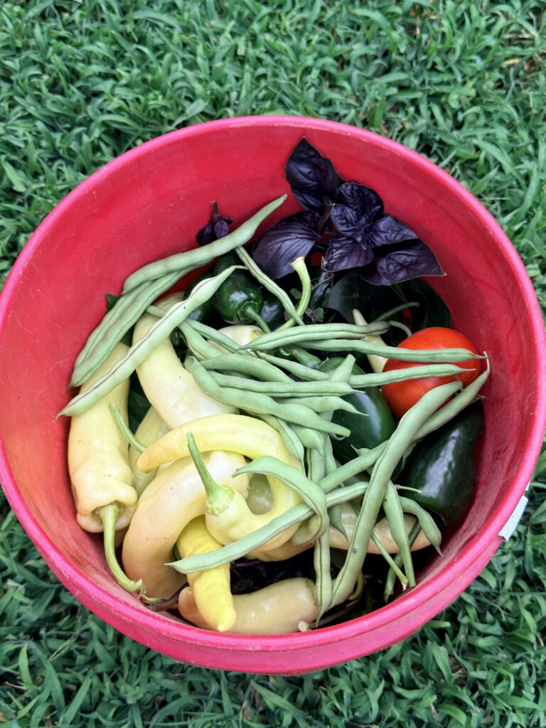 Red bowl in the grass holding fresh pole beans, banana peppers, jalapenos, a tomato and a sprig of purple basil