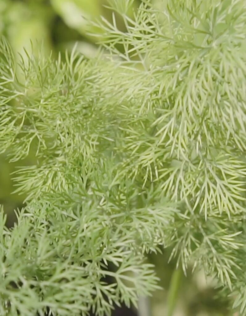 Close-up of feathery blue-green dill foliage growing in the garden