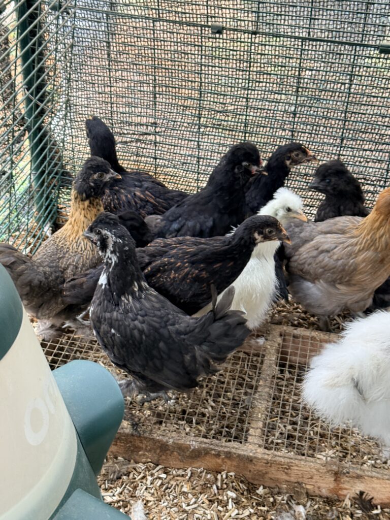 A mixed flock of young black, buff and blue pullets crowded together on the wire ramp inside the run