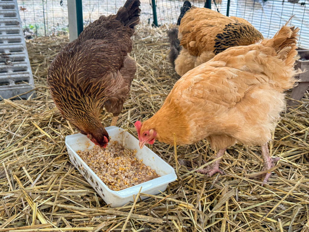 A brown hen and a buff hen eating side by side from a dish of warm grain mash in the straw