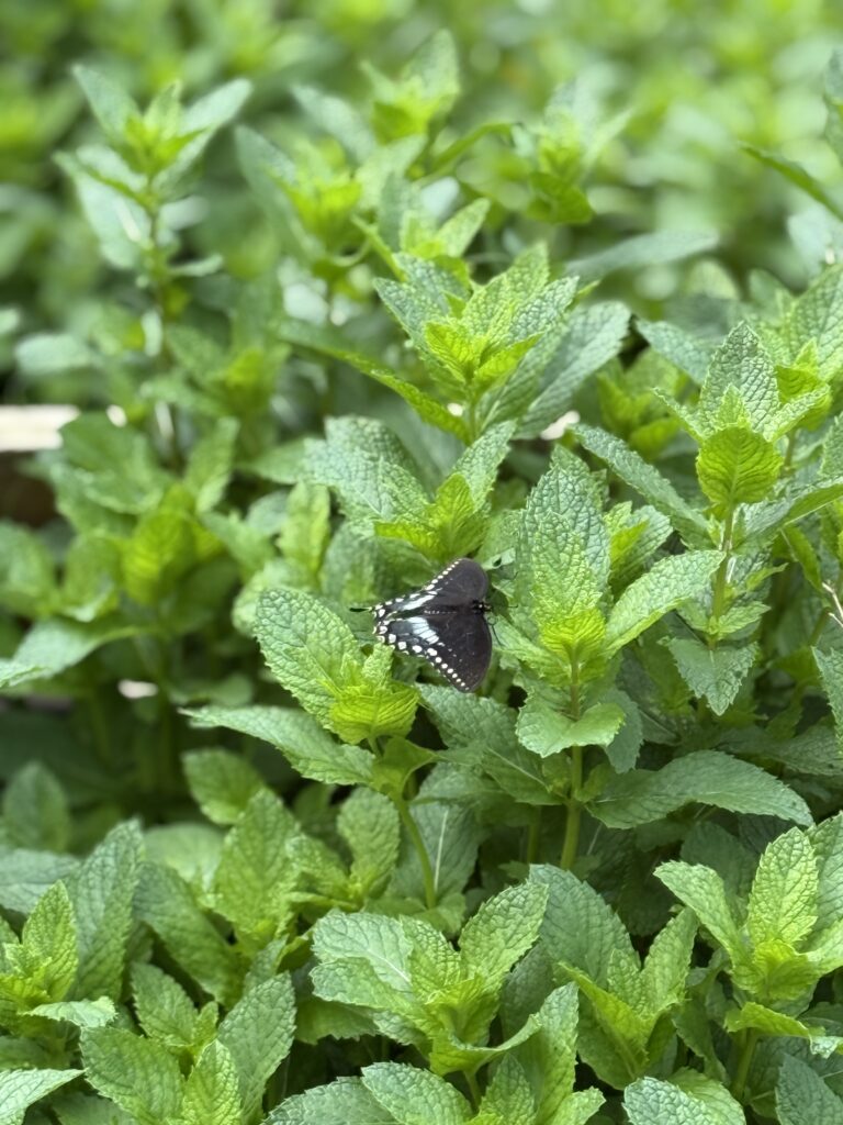 A black swallowtail butterfly resting on spearmint leaves in the garden at Sweet BombDiggity Farms