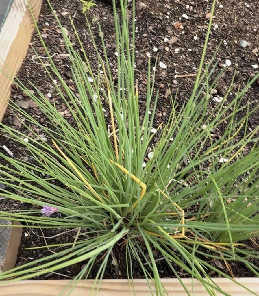 A clump of chives with hollow green leaves growing in a raised bed, one purple flower bud showing