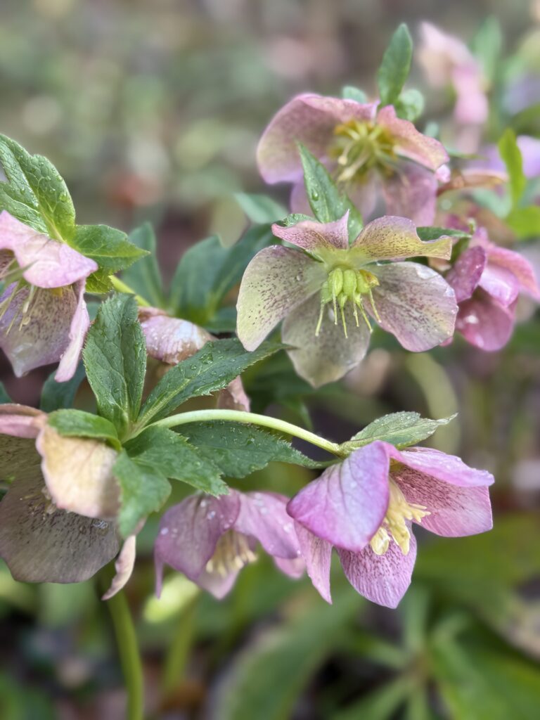 Cluster of pink and cream speckled hellebore blooms with rain drops on the petals and leaves