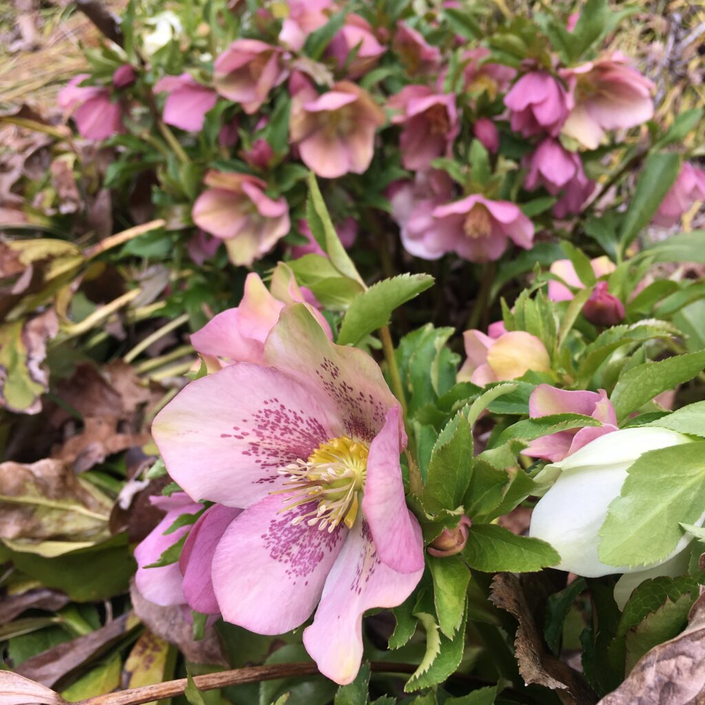Clump of pink hellebores and one white bloom opening through fallen oak leaves in early spring