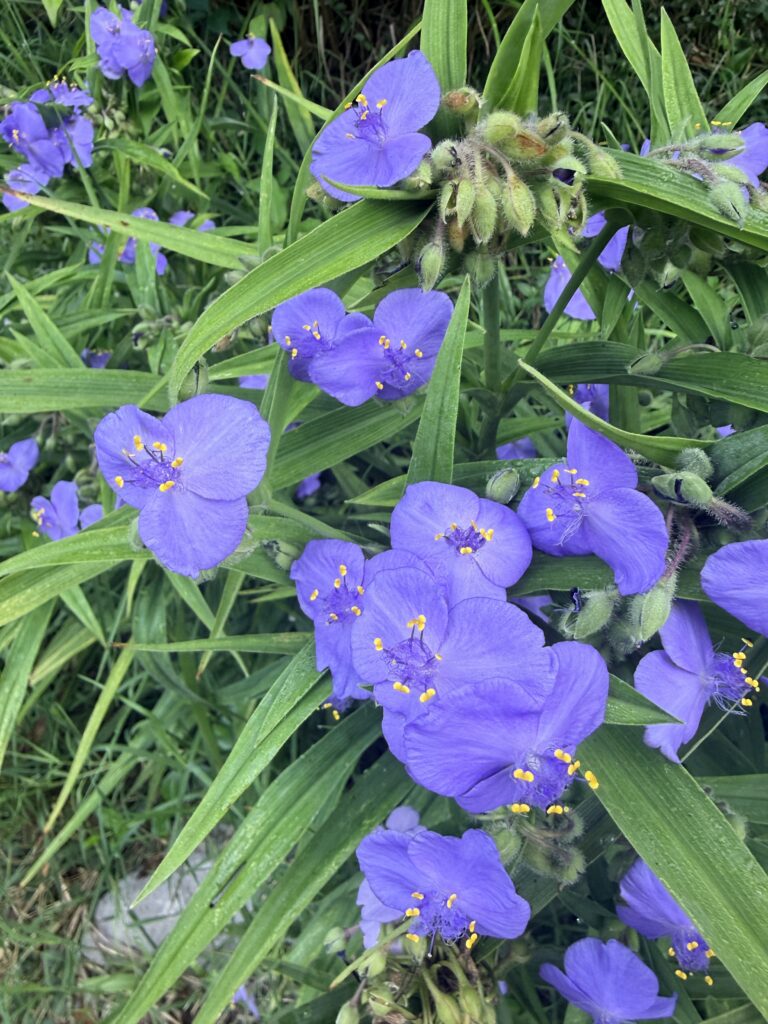 Mass of periwinkle blue spiderwort flowers with bright yellow stamens among strappy green leaves