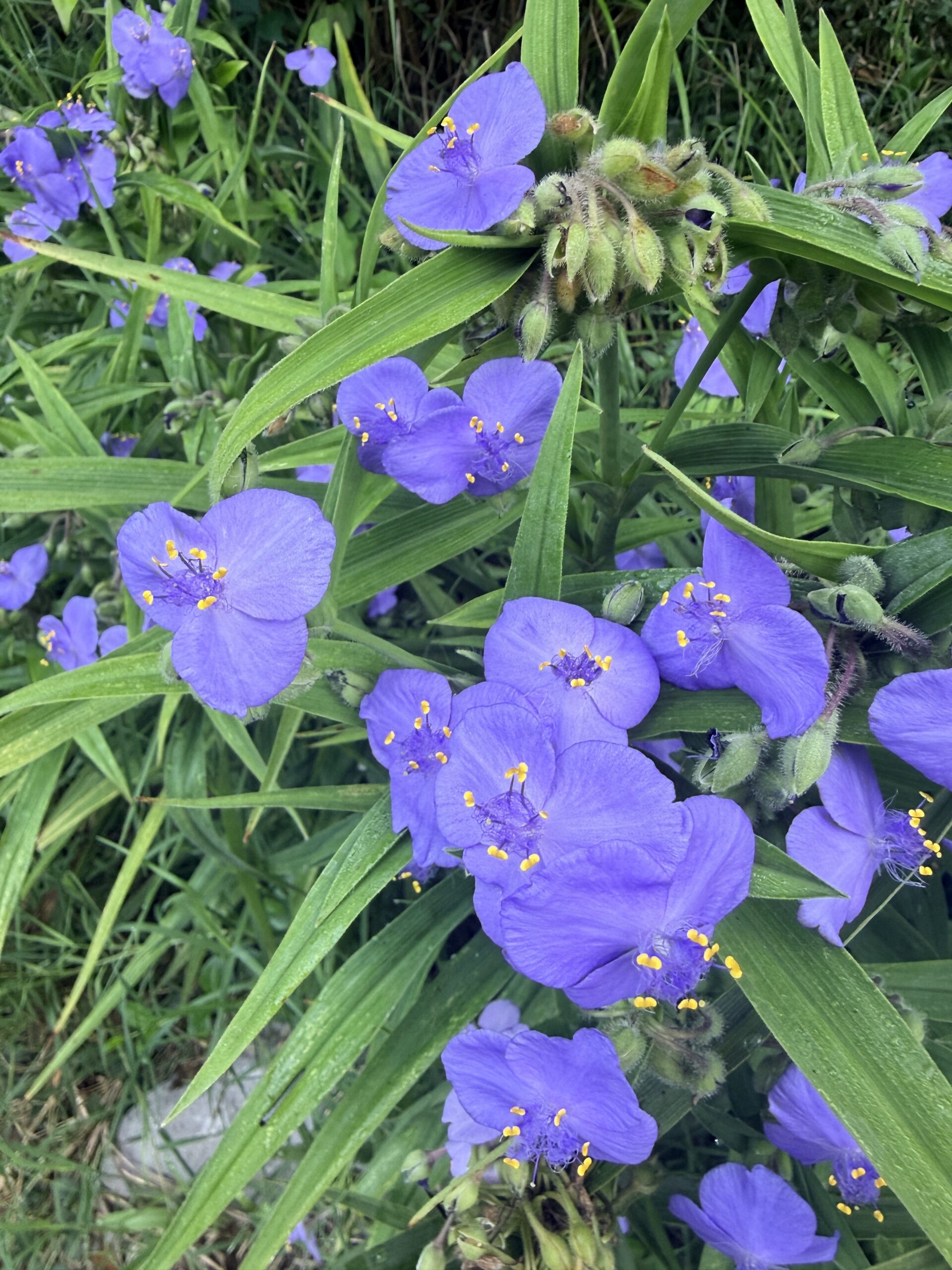 Mass of periwinkle blue spiderwort flowers with bright yellow stamens among strappy green leaves