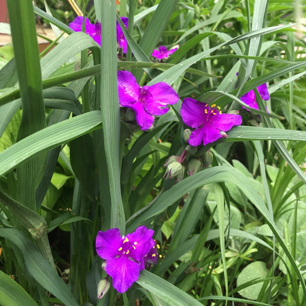 Vivid magenta spiderwort blooms with yellow stamens opening among long grassy leaves
