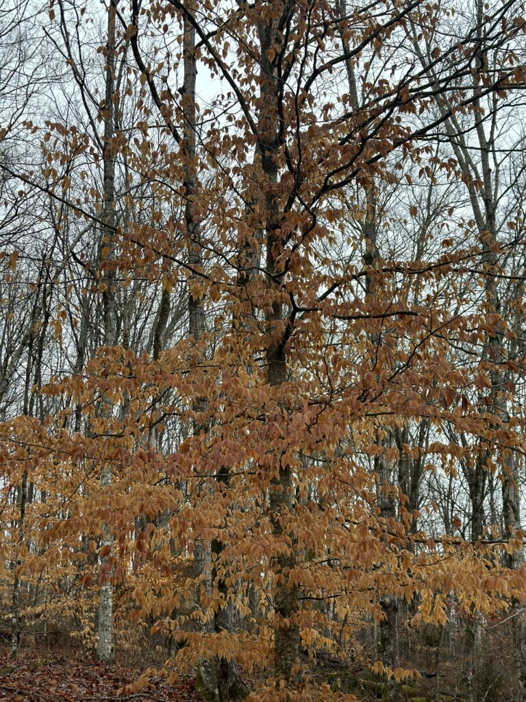 American beech tree still covered in copper brown leaves while every tree around it stands bare in winter