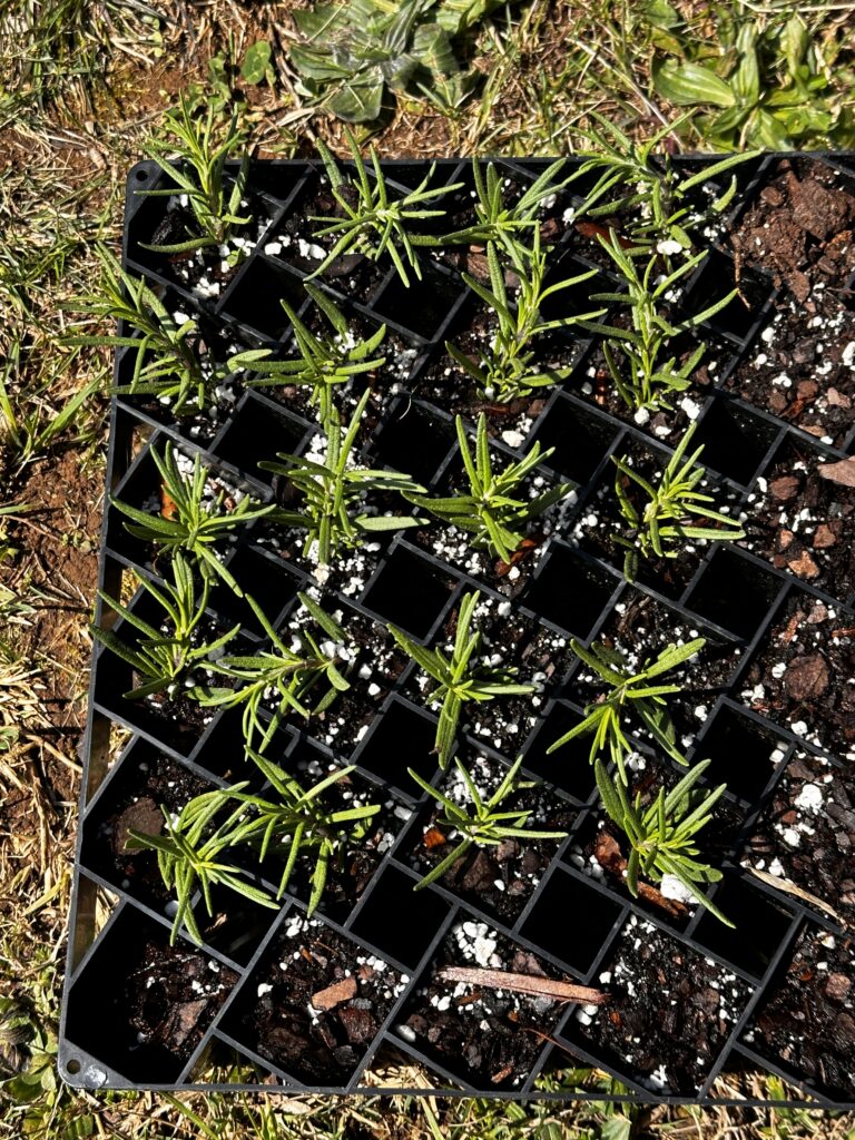 A black cell tray filled with rosemary cuttings rooted in potting mix, seen from above