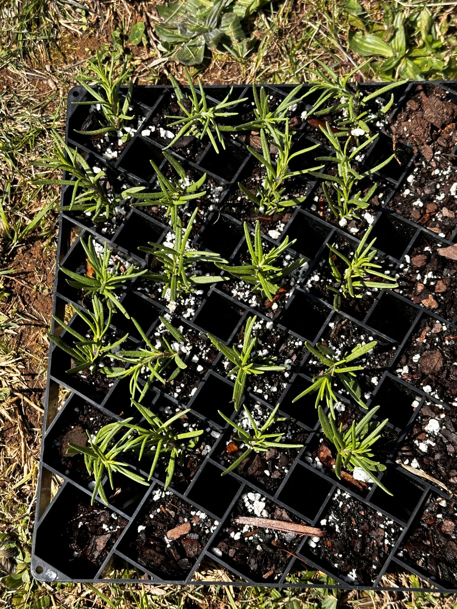 A black cell tray filled with rosemary cuttings rooted in potting mix, seen from above