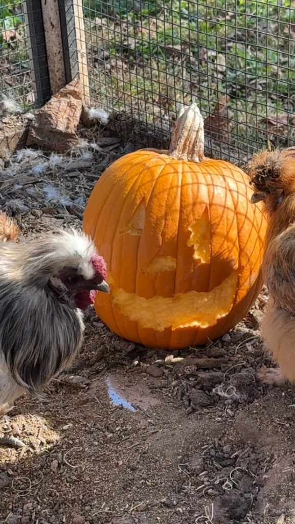 Carved jack-o-lantern with its mouth and eye eaten away to the fresh orange flesh, a Silkie hen at the edge still working on it