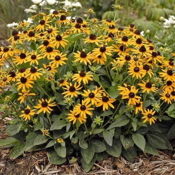 Rudbeckia fulgida, often sold as 'Goldsturm.'