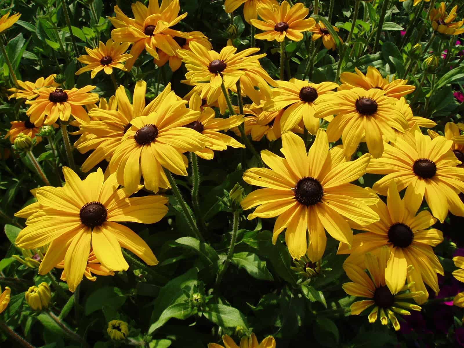 Rudbeckia hirta