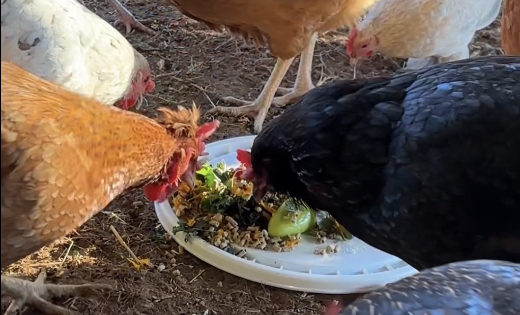 Chickens gathered around a plate of greens and warm mash in the run