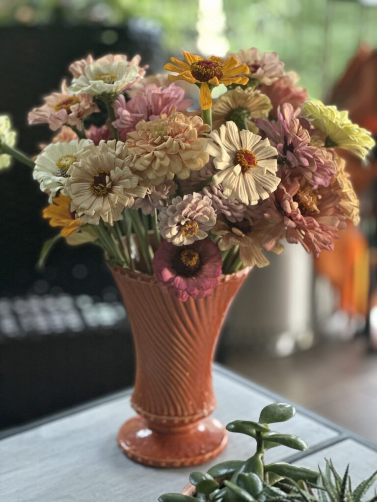 Bouquet of late summer zinnias in a coral vase