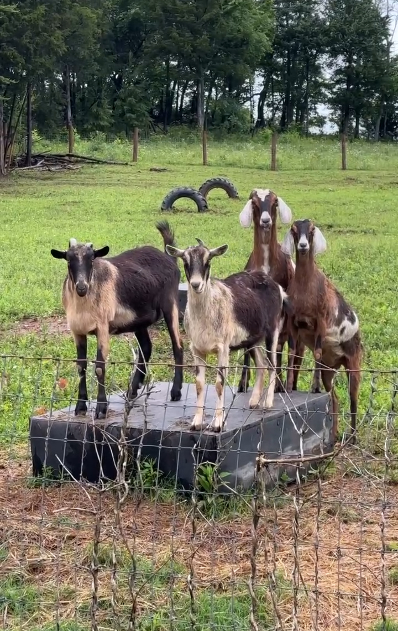 Four goats standing together on a wooden platform in the pasture
