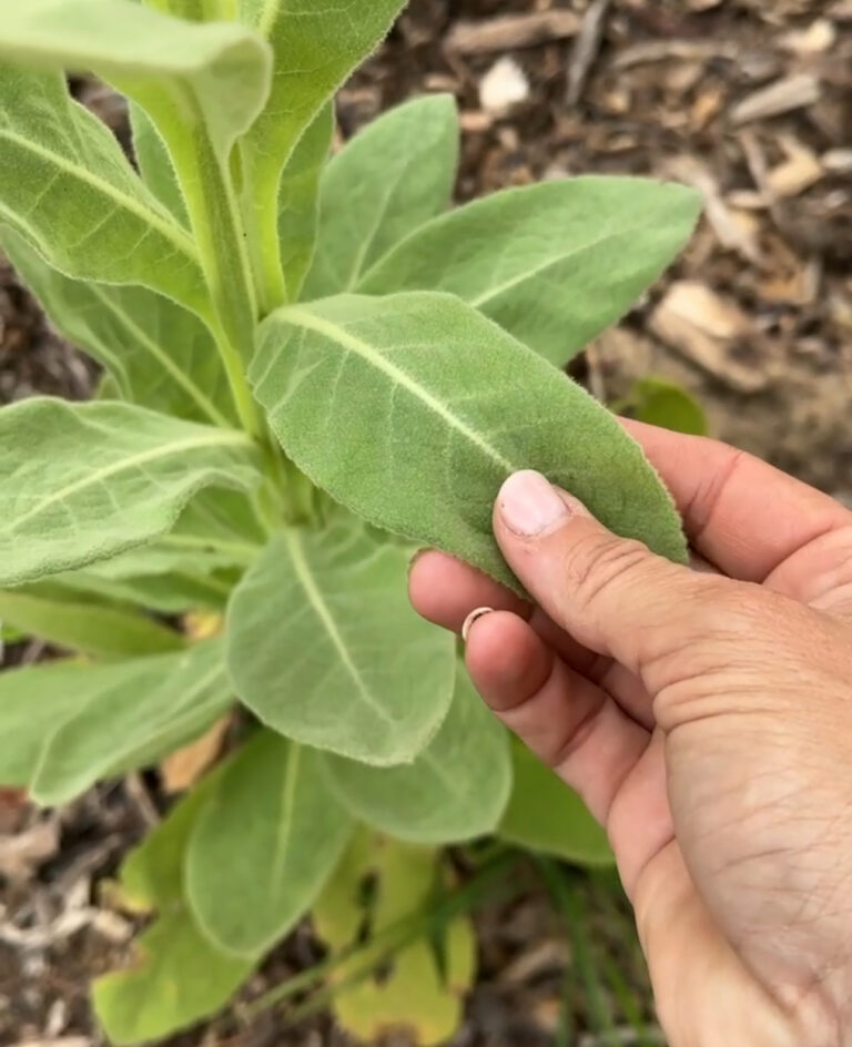Hand resting on the soft fuzzy leaves of a mullein plant