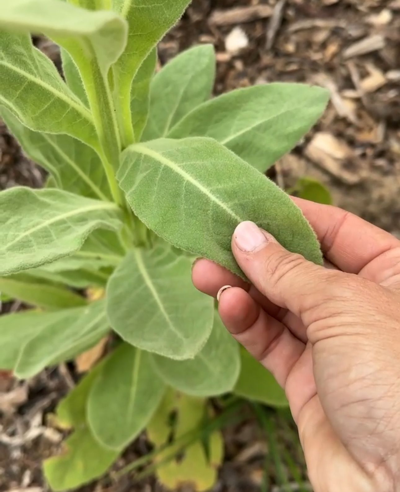 Hand resting on the soft fuzzy leaves of a mullein plant