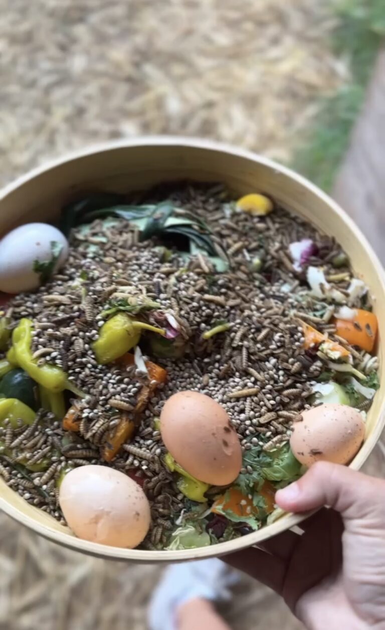 Hands holding a wide bamboo bowl of chicken treat packed with dried grubs, chia seeds, chopped greens, peppers, squash, carrot and whole eggs