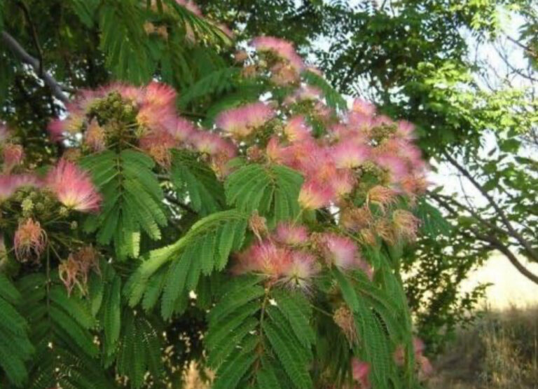 Pink mimosa blossoms against green fern like foliage