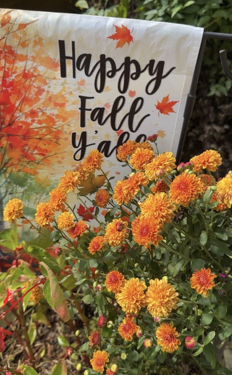 Orange perennial garden mums in bloom beside a Happy Fall Yall garden flag