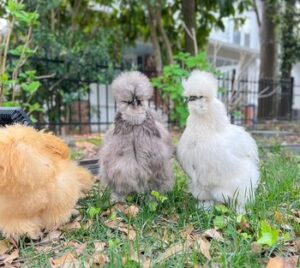 Two Silkie chickens with full feather crests standing together in the run