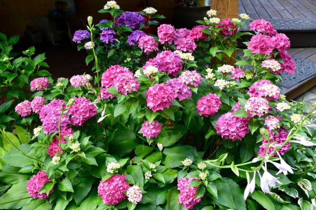 Pink and purple hydrangeas in bloom at Sweet BombDiggity Farms