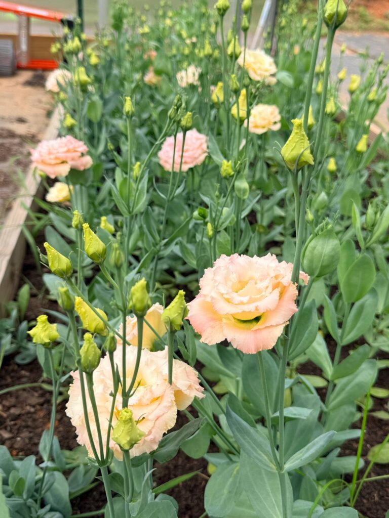 A peach bloom opening in the cut flower greenhouse