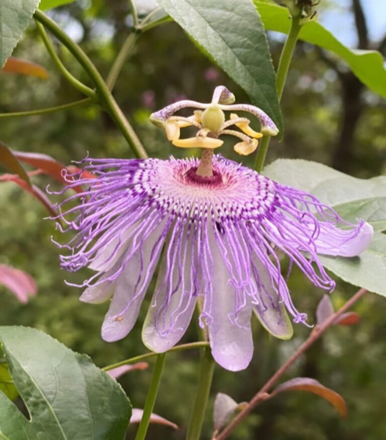 Purple passionflower in full bloom on the vine