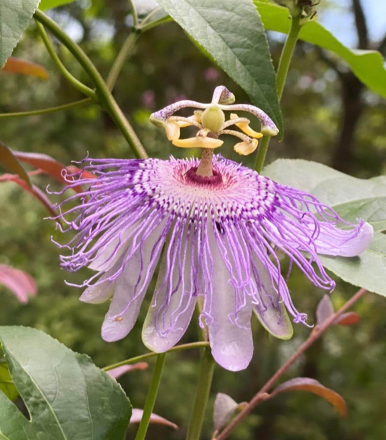 Purple passionflower in full bloom on the vine