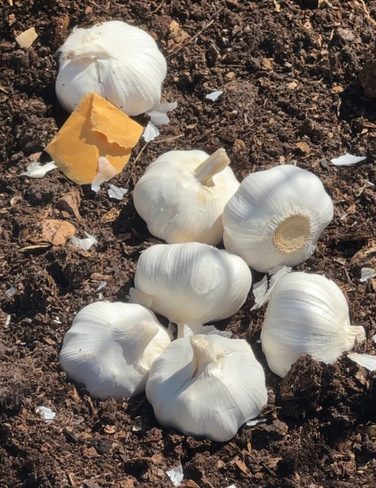 Garlic bulbs and cloves broken apart on the soil, ready for fall planting