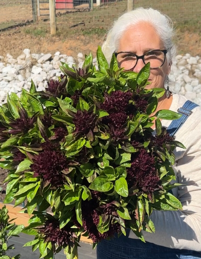 Jules Morris holding an armful of freshly cut purple and green basil