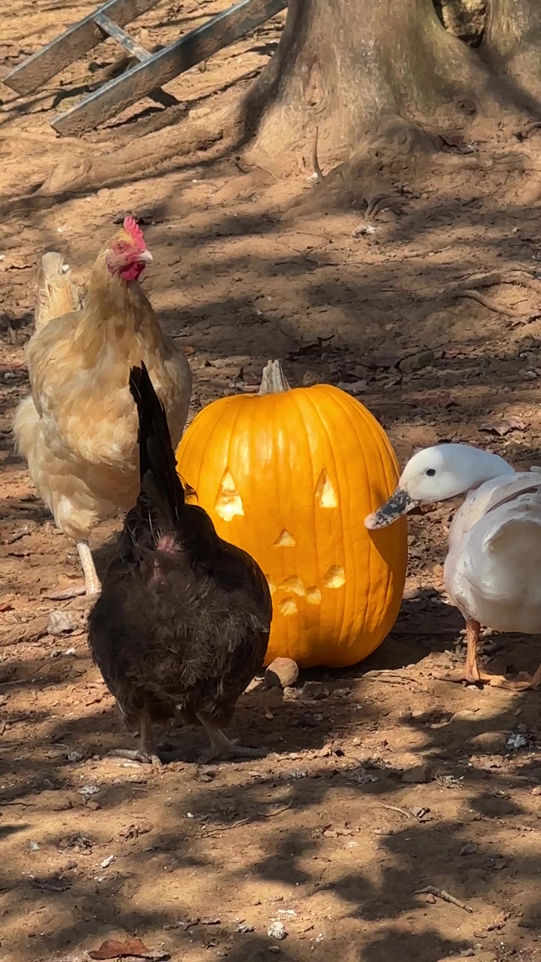 A buff hen, a black hen and a white duck gathered around a carved jack-o-lantern set out in the leaves for them to eat