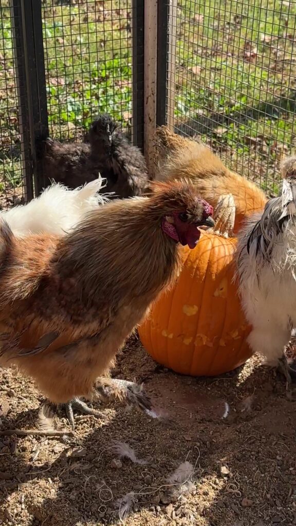 Fluffy buff, black and white Silkie chickens crowded around a small pumpkin on the ground inside the run