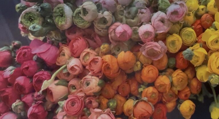 Buckets of ranunculus blooms in coral, pink and cream
