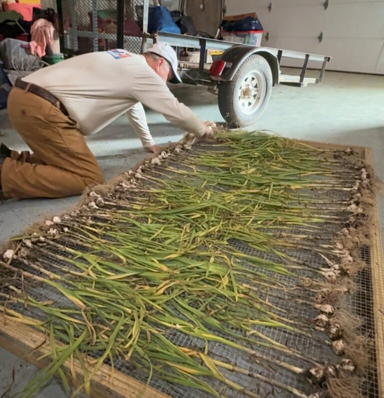 Garlic curing on a wire rack in the barn