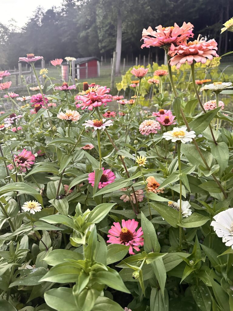 Zinnias in pink, coral, white and yellow blooming in the cutting garden, with the red barn behind